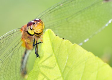 yakut meadowhawk