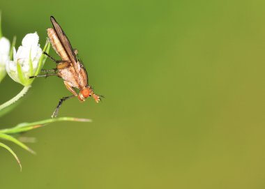 Bataklık sineği (Tetanocera)