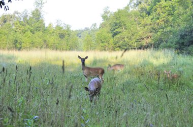 Whitetail Geyik yapar