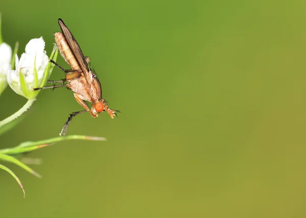 Bataklık sineği (Tetanocera) — Stok fotoğraf