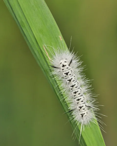 Hickory Tussock Falena Caterpiller — Foto Stock