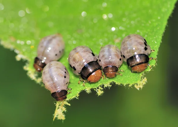沼泽乳草属植物叶甲虫幼虫 — 图库照片