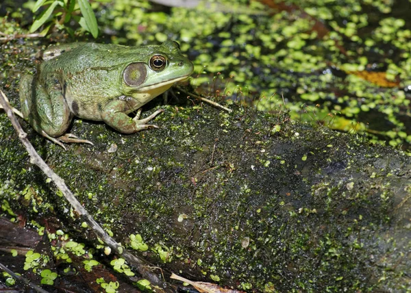 Bullfrog — Stock Photo, Image