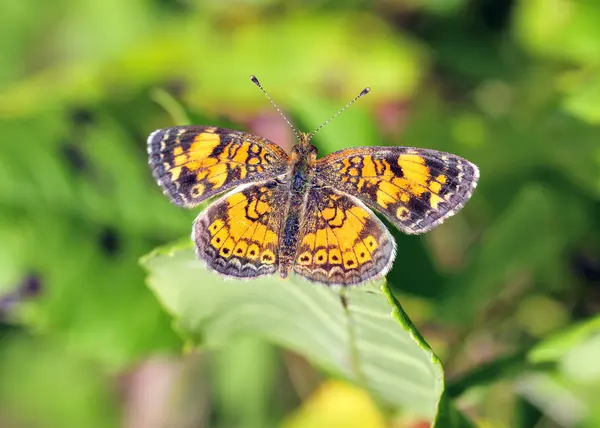 Pearl Crescent Butterfly — Fotografie, imagine de stoc