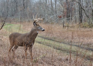 Whitetail Deer Buck clipart