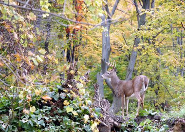 Whitetail Geyik buck