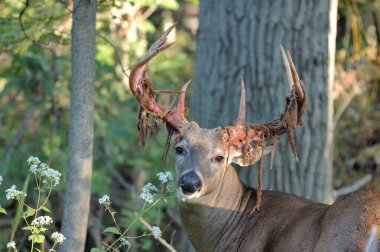 Whitetail Geyik buck