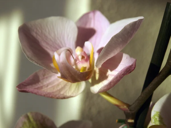 Orchidea-Phalaenopsis bianco — Foto Stock