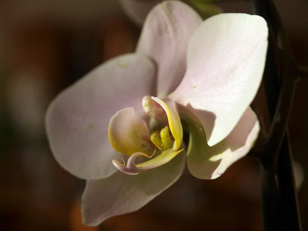 Vit orkidé-phalaenopsis Stockbild