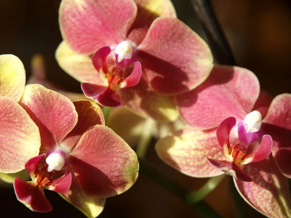 Orchidea-Phalaenopsis — Foto Stock