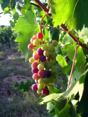 Bunch of ripe grapes clipart