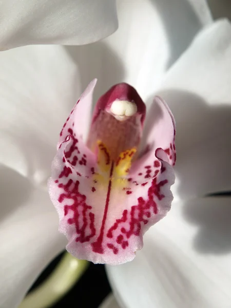 Orquídea blanca-Phalaenopsis —  Fotos de Stock