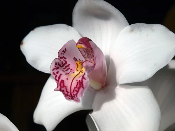 White Orchid-Phalaenopsis — Stock Photo, Image
