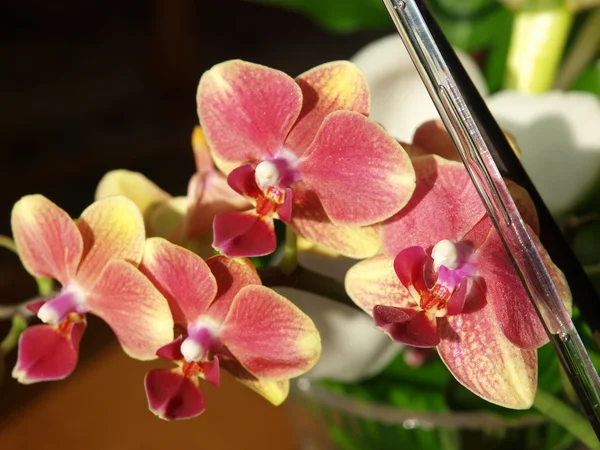Orchidea-Phalaenopsis — Foto Stock