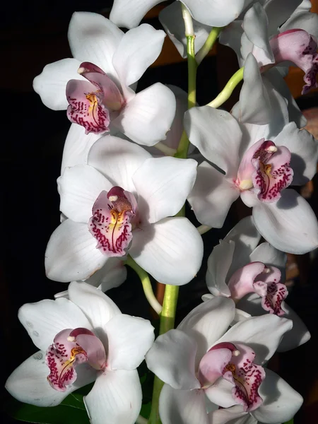 Orquídea-Phalaenopsis branca Fotografia De Stock