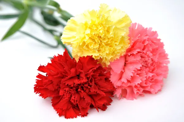 Carnations — Stock Photo, Image