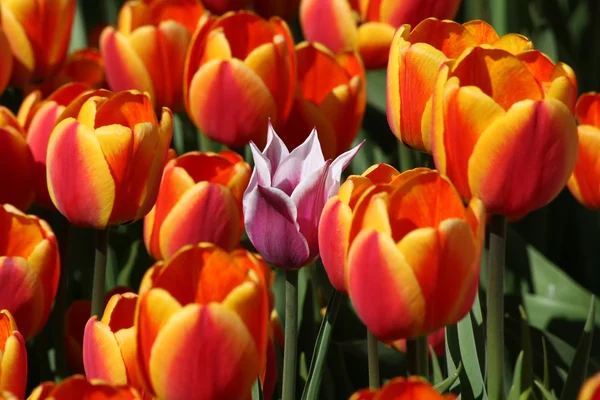 Een roze tulp onder de rode tulpen — Stockfoto