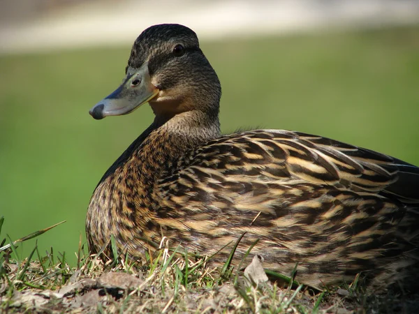 stock image Duck portrait