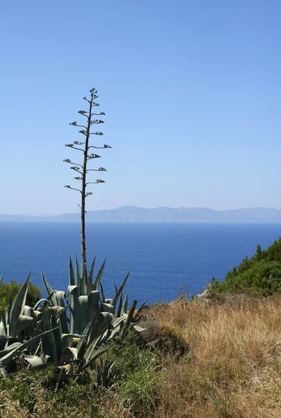 Widok Morza Śródziemnego z agawy — Zdjęcie stockowe