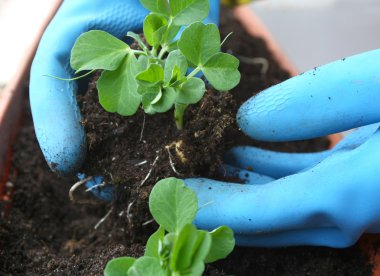 Hands planting a small plants clipart