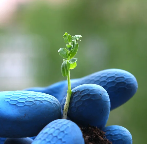 Malá rostlina v ruce — Stock fotografie