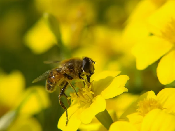 Abelha de mel em uma flor — Fotografia de Stock