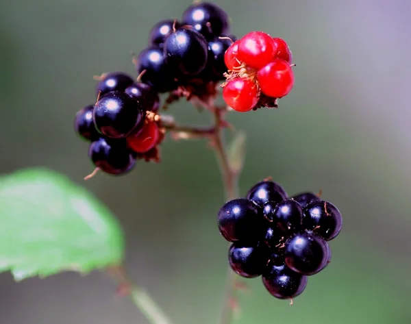 Blackberries Stock Picture