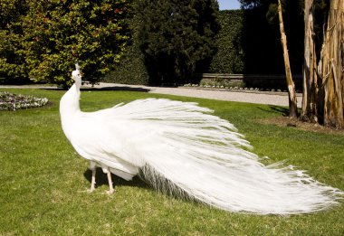 White peacock in the garden clipart