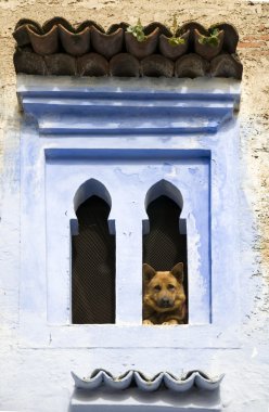 Fas ile köpek çok eski pencere