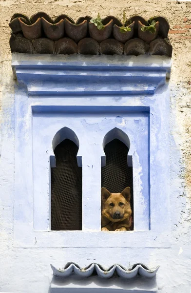 Very old window of Morocco with dog — Stock Photo, Image