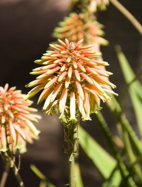 aloe vera çiçek