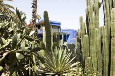 kaktüs majorelle Bahçe Fas