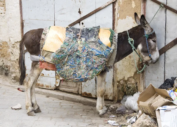 stock image Donkey in moroccan market