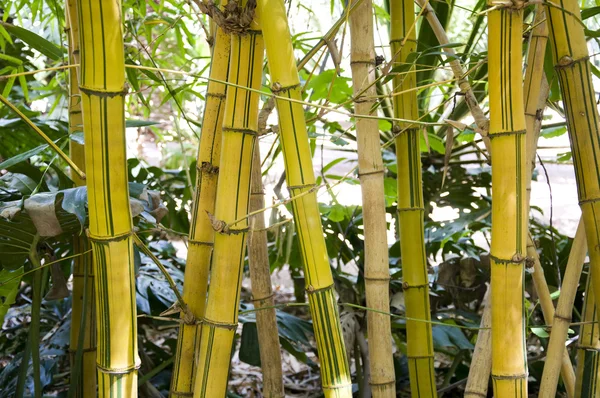 Bamboe in Marokko Tuin, majorelle — Stockfoto