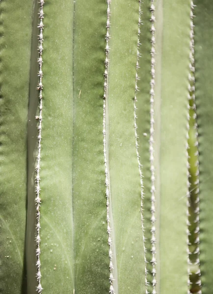 stock image Cactus background