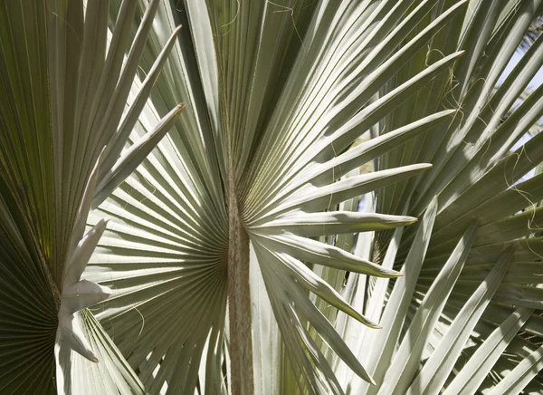 A folhagem da palma — Fotografia de Stock