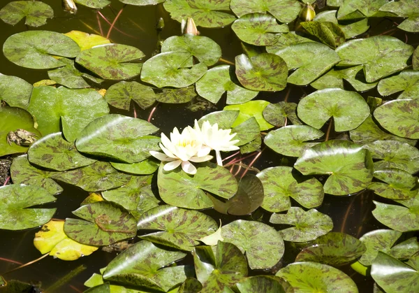 Lirios de agua — Foto de Stock