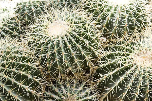 Stock image Cactus in Majorelle garden in Morocco