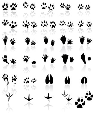 Collection of animal and bird trails clipart