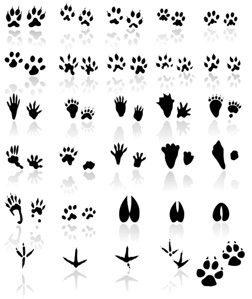 Collection de sentiers pour animaux et oiseaux — Image vectorielle