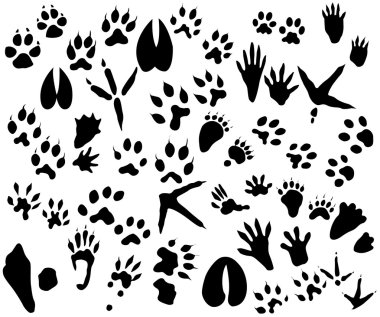 Collection of animal and bird trails clipart