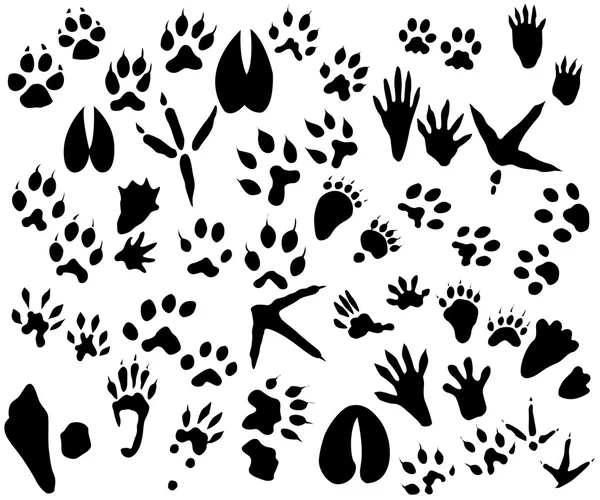 Collection de sentiers pour animaux et oiseaux — Image vectorielle