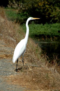 Great egret clipart