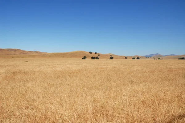Grassy field — Stock Photo, Image