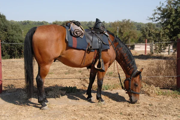 Cavalerie paard — Stockfoto