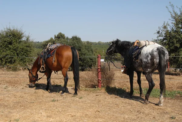 Кавалерийские лошади — стоковое фото