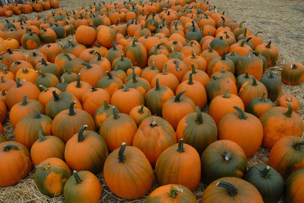 stock image Pumpkins