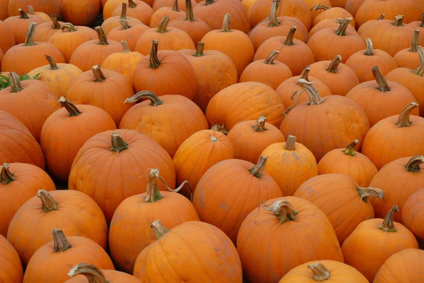 stock image Pumpkins