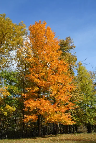 Herfst kleuren — Stockfoto