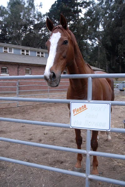 Не кормите лошадей — стоковое фото